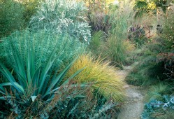 Furcraea roezlii blue form, a euphorbia, Cussonia paniculata, and pheasant grass (Anemanthele lessoniana) flank a narrow path through the garden. Photographs by Saxon Holt