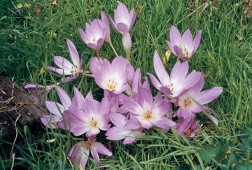 The lilac pink blossoms of autumn crocus (Colchicum autumnale) open among newly germinated Eurasian annual grasses in Ashland, Oregon - See more at: http://www.pacifichorticulture.org/articles/second-spring/#sthash.97l8BHFy.dpuf