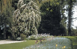 A magnificent specimen of Rosa ‘Climbing Cécile Brünner’