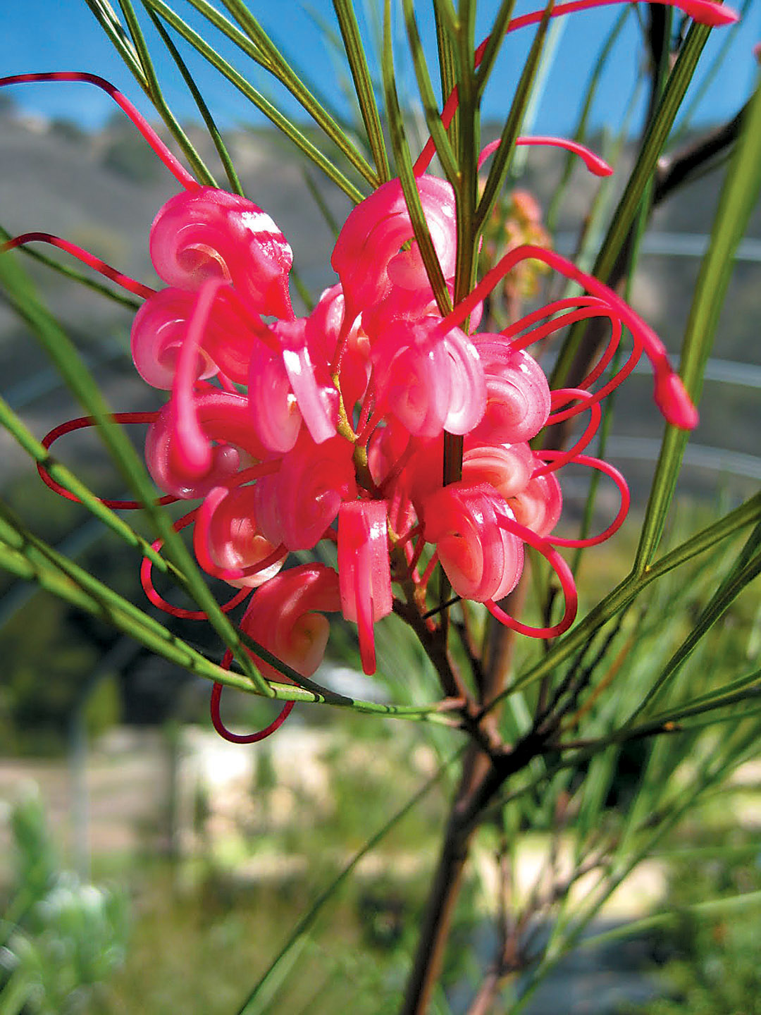 Pacific Horticulture Society Best Grevilleas For Southern California Grevillea Long John