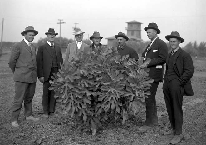 J.C. Forkner, third from left, in 1917 with one of his newly planted fig trees. Photo: courtesy of the Pop Laval Foundation