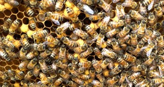 bee-web-feature