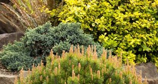 online-conifer-feature