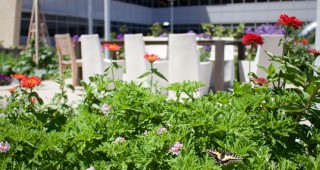 Sturdy scented geranium plants shelter young seedlings from the wind and produce flowers and foliage for cocktail garnishes. Photos: courtesy of Bon Appetite Management Company