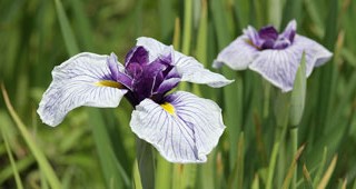 Jap-iris
