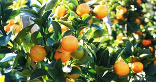 web-citrus-feature