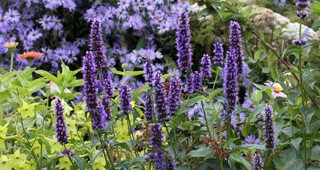 Garden-life-feature
