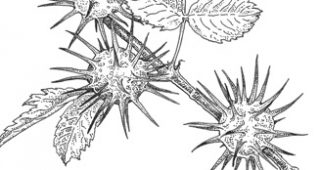 galls-feature
