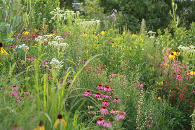 A designed plant community in Queen Elizabeth II Olympic Park in London. Design and photo: Sarah Price