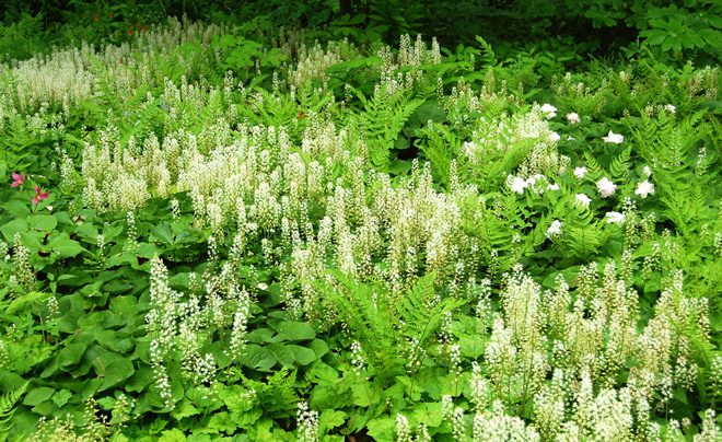 A plant community in the shade garden of the New York Botanical Garden designed by Oehme, van Sweden Landscape Architects artfully interprets a forest floor composition. Photo: JR Palmer