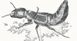 Beetles-feature