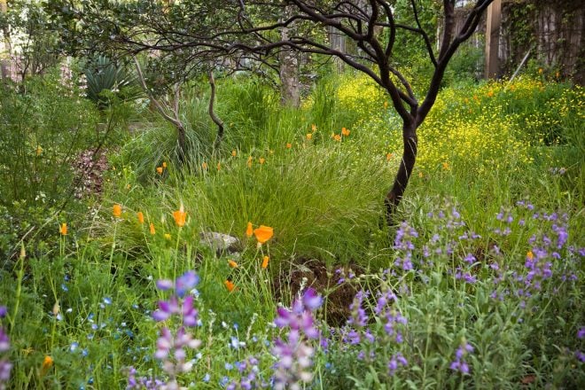 A California native plant meadow in spring in the garden of Phil Van Soelen. Photo: Saxon Holt/PhotoBotanic.com