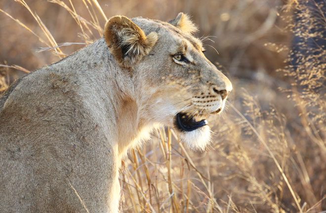 A lioness sits in the tall grass of Kruger National Park, South Africa. Photo: iStock/Goddard Photography