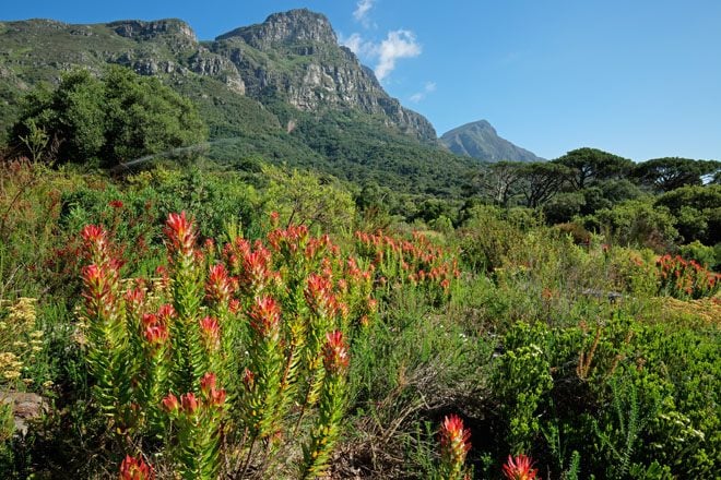 Kirstenbosch National Botanical Gardens against the backdrop of Table mountain, Cape Town, South Africa. Photo: iStock/EcoPic