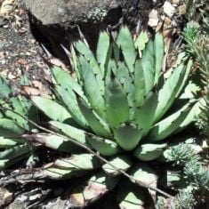 agave