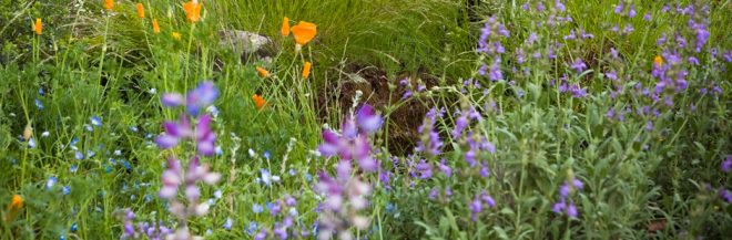 Changing Times, Changing Gardens, a resource guide to creating beautiful, resilient landscapes. Photo: Saxon Holt/PhotoBotanic