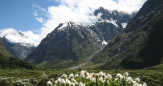 NZ-feature