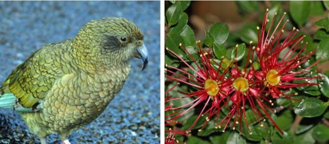 Left: The kea, a large species of alpine parrot, was voted New Zealand’s bird of the year in 2017. Right: Climbing rata (Metrosideros perforata). Photos: courtesy of Betchart Expeditions