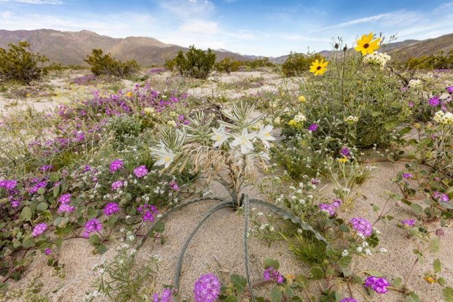 Desert wildflowers have a surprising diversity of growth habits and flower forms. From bulbs such as Hesperocallis undulata (desert lily) to groundcovers such as the purple Abronia villosa (desert sand verbena) to the taller shrublike, showy Helianthus niveus (desert sunflower), each has carved out a niche for survival. Photo by Phil Degginger /Alamy