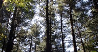 forest-app-feature