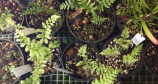 tree-fern-feature