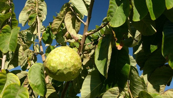 Cherimoya, or custard apple, (Annona cherimola) is native to southern Ecuador and northern Peru. Photo: Hannes Grobe via Wikimedia Commons (CC BY-SA 2.5)