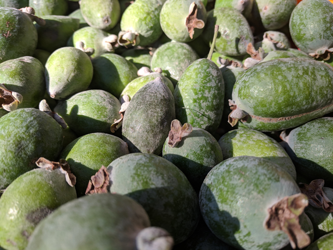 Both the flowers and fruit of feijoa or pineapple guava (Acca sellowiana) are edible. Photo: Grendelkhan via Wikimedia Commons (CC BY-SA 3.0)