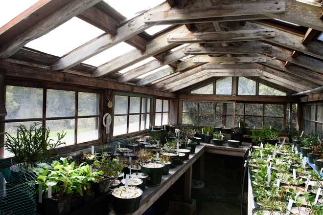 The hard working plant propagation area at Regional Parks Botanic Garden, where seedlings and cuttings are carefully tended. Photo: Stephanie Penn