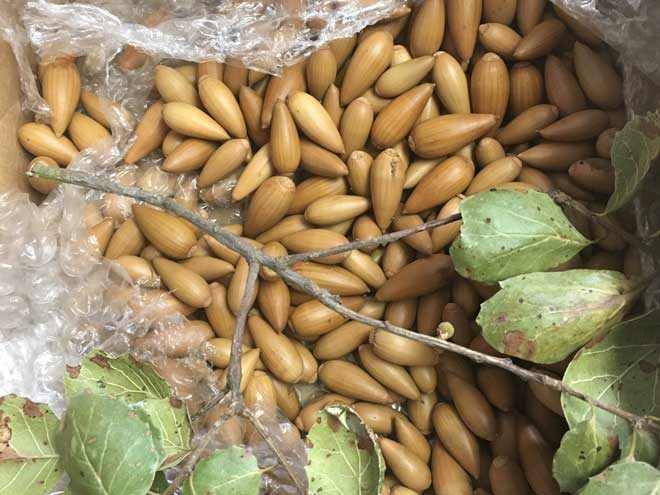This is a typical acorn donation, just after the package is opened. (These are from a coast live oak.) Photo: Kathy Morrison