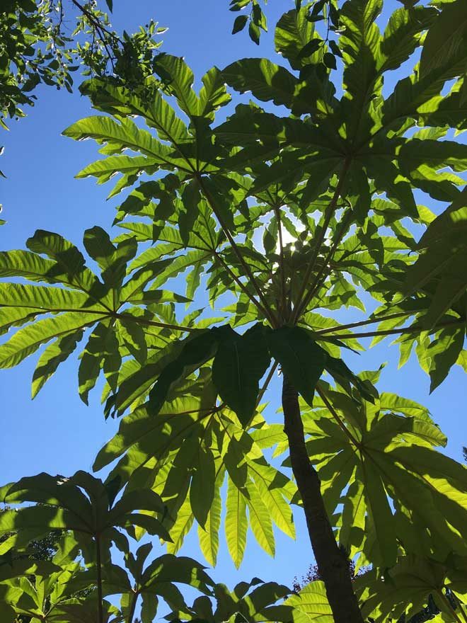 We decided Tetrapanax papyrifer ‘Sterodial Giant’ was the totem plant for our weekend in Portland. We saw the dramatic plant in several gardens, but this one in Loree’s garden was a real showstopper.