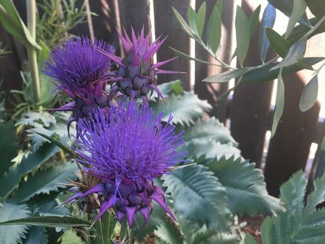 Cynara baetica var. morrocana and Melianthus major—a brilliant plant pairing in Greg Shepherd’s garden.
