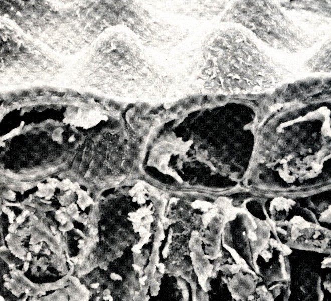 Scanning electron micrograph of a cross section of a leaf of Eucalyptus socialis. Note the large epidermal cells at the leaf surface. The exposed walls of these cells form the cuticle. For this picture the cuticular wax was removed. Magnification 1500X.