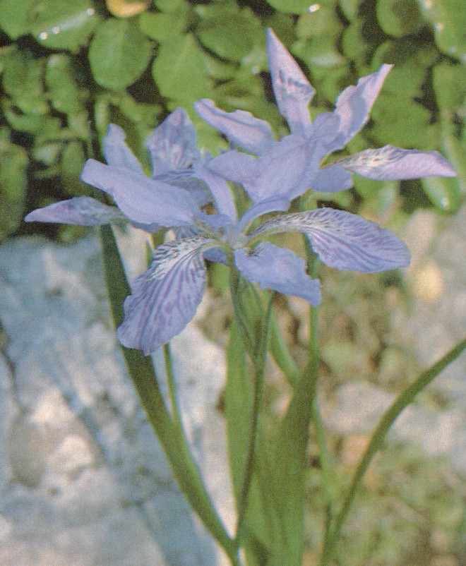 The crested Iris tectorum