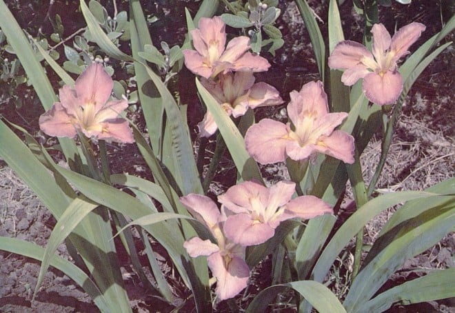 ‘Gold Reserve’, Louisiana iris hybrid at Melrose Gardens. Photographs by Sid DuBose and the author.