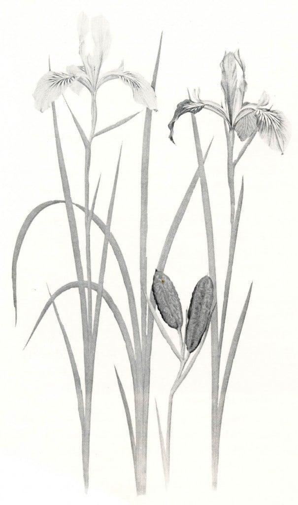 Iris tenax