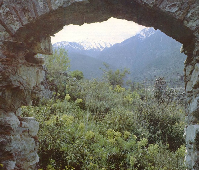 Euphorbias and cistus in the ruins at Mistra, Greece.