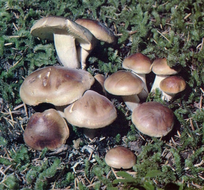 Hygrophorus bakerensis is found in conifer forests.