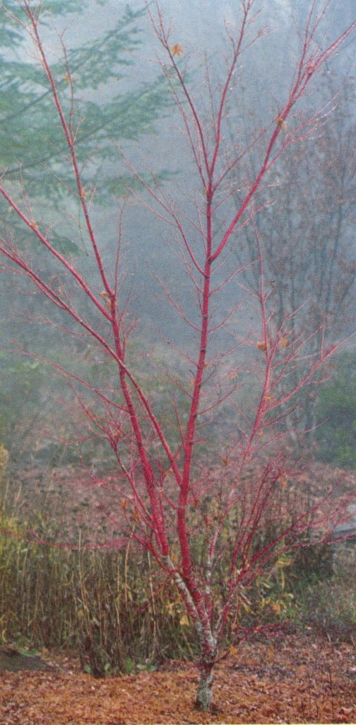 Acer palmatum ‘Sangokaku’