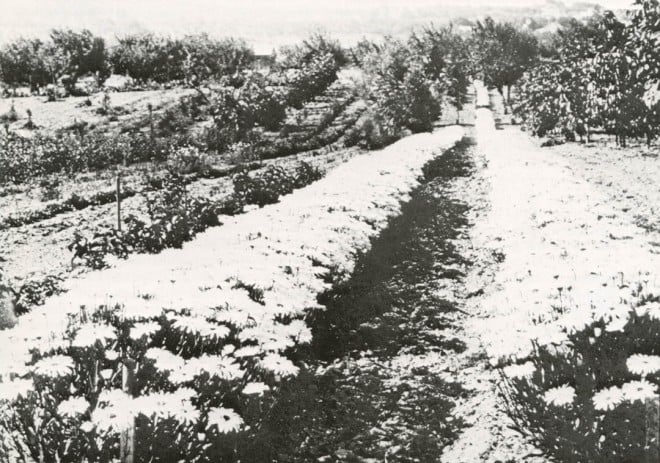 The Farm in its heyday, with rows of Shasta daisies.