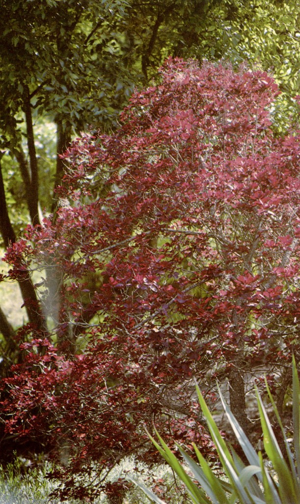 Cotinus coggygria ‘Royal Purple’. Photographs by the author.