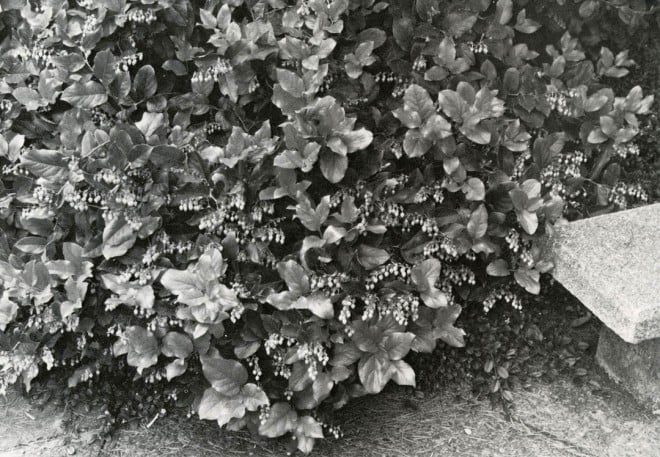 A ground cover of salal, Gaultheria shallon, on the University of Washington campus.