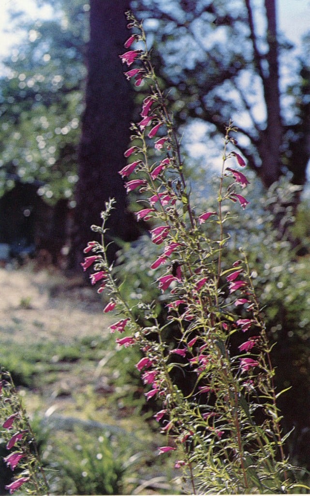 Penstemon kunthii. Photographs by the author.