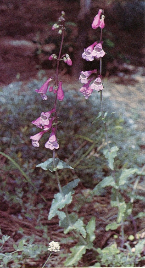 Penstemon clutei. Photographs by the author.