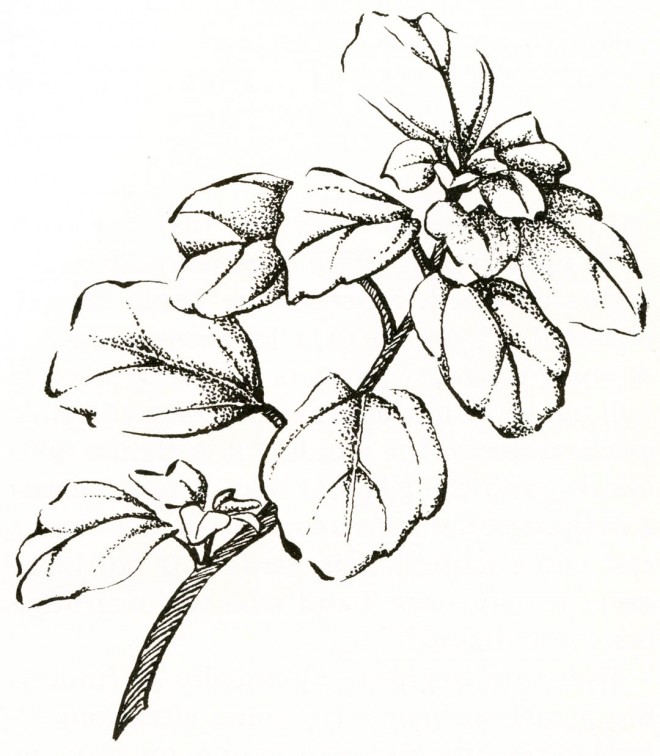 Ribes viburnifolium. Drawings by Nancy Baron.