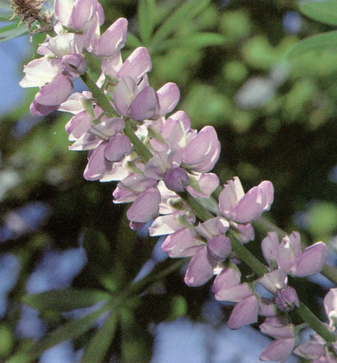 Lupinus latifolius. Photograph by Alan M. Orthof.