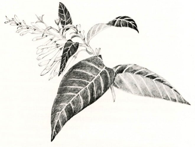 Cestrum nocturnum. Drawings by Mimi Osborne.