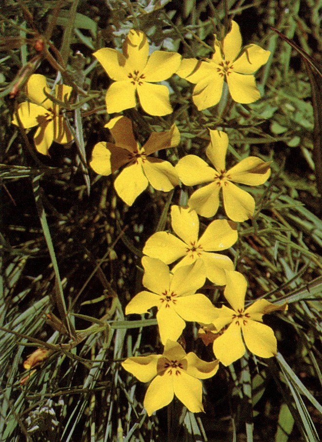 Phlox mesoleuca found and photographed in Chihuahua by Paul Maslin.