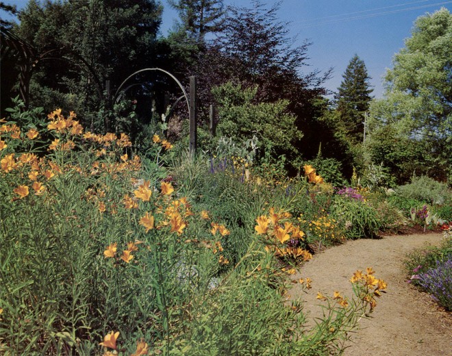 Recently planted border in the author’s garden with alstroemerias in foreground. Photograph by W.G. Waters.