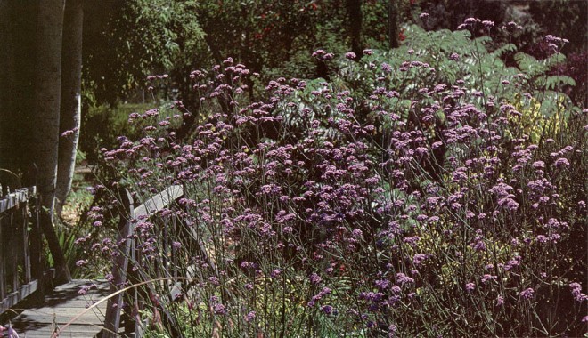 Verbena bonariense at Western Hills Nursery.