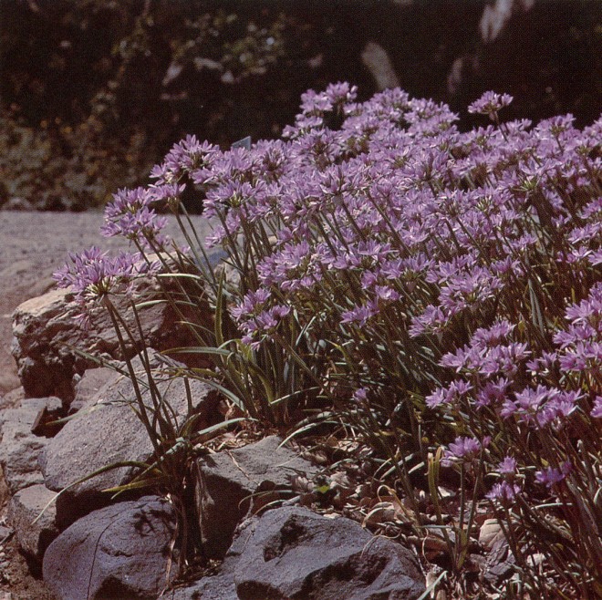 Allium unifolium, University of California, Berkeley, Botanic Garden.